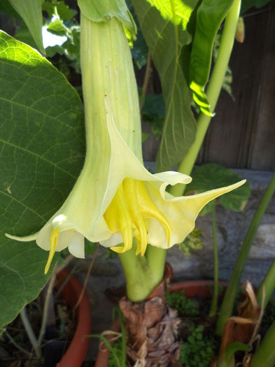 DSC03955 - ANUL 2015