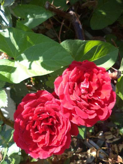 DSC03956 - ANUL 2015