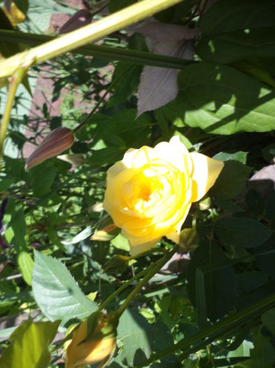 DSC03957 - ANUL 2015