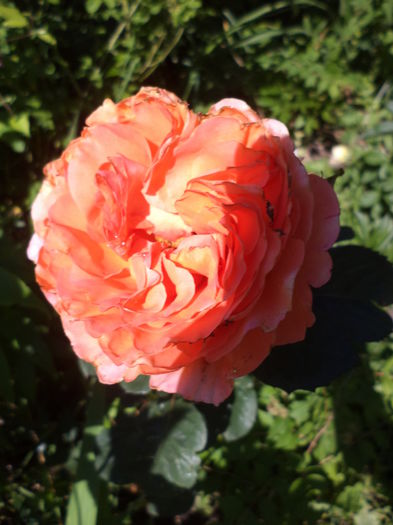 DSC03958 - ANUL 2015