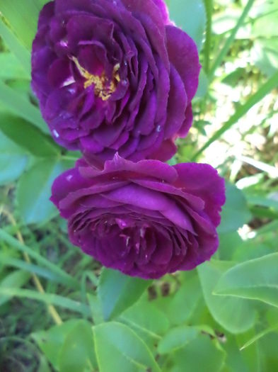 DSC03959 - ANUL 2015