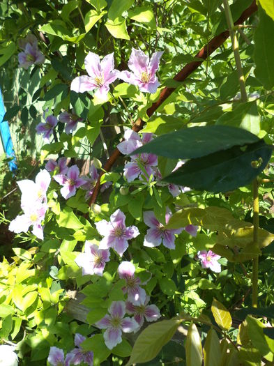 DSC03961 - ANUL 2015