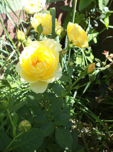 DSC03962 - ANUL 2015