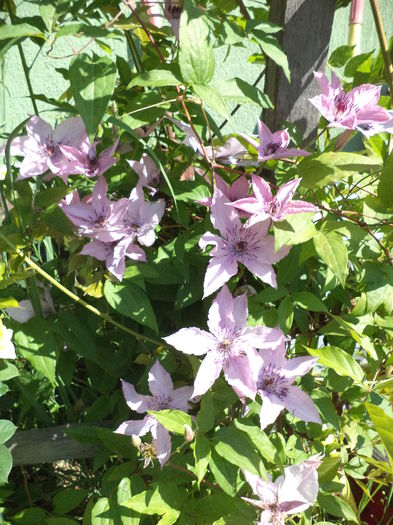 DSC03963 - ANUL 2015