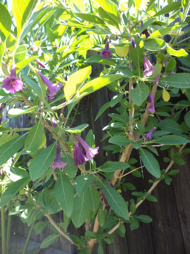 DSC03968 - ANUL 2015