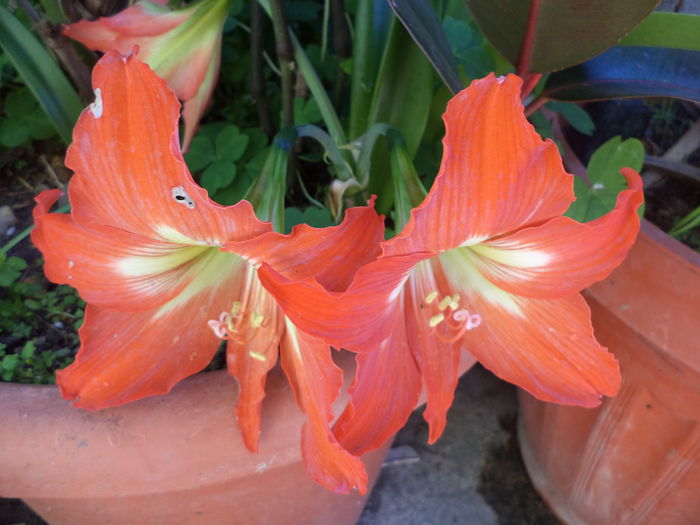 DSC03969 - ANUL 2015