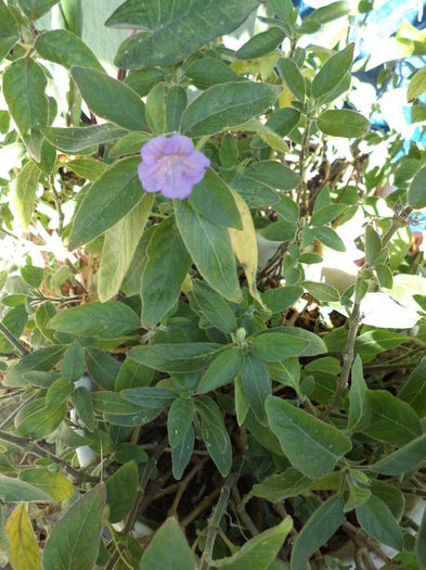 DSC03970 - ANUL 2015