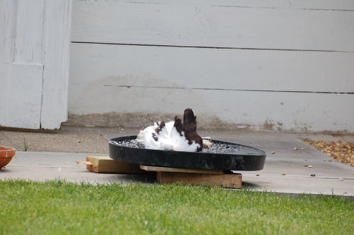 DSC_0520 - voltati indieni