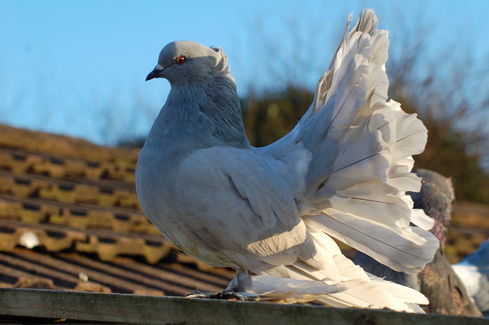 DSC_1222 - voltati indieni