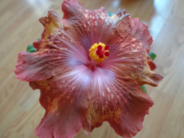 DSC07792 - HIBISCUS ANTIQUE TREASURE