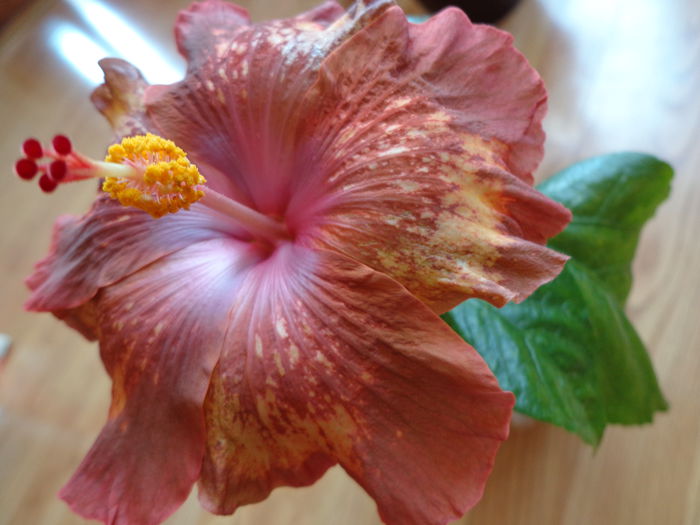 DSC07794 - HIBISCUS ANTIQUE TREASURE