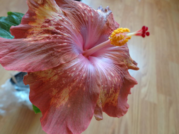 DSC07793 - A-HIBISCUS 2015-1
