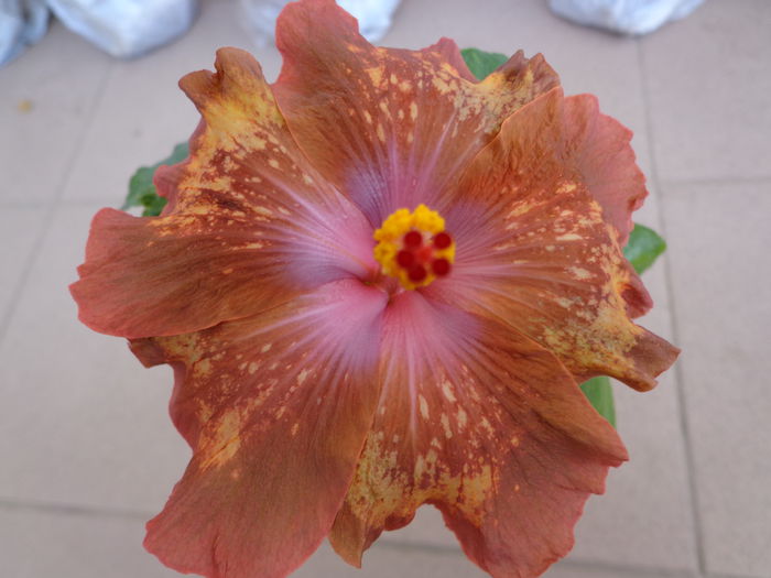 DSC07796 - A-HIBISCUS 2015-1