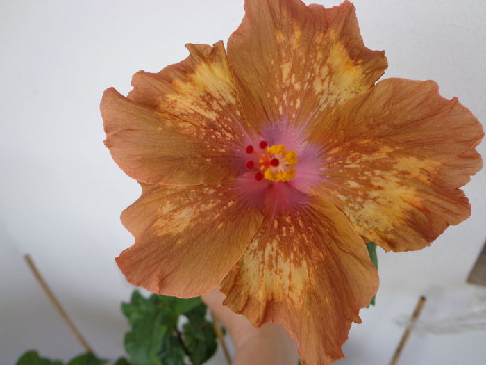 DSC07802 - A-HIBISCUS 2015-1