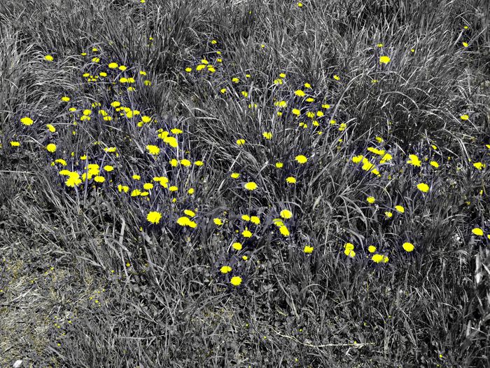 DSC07132 - Poze natura