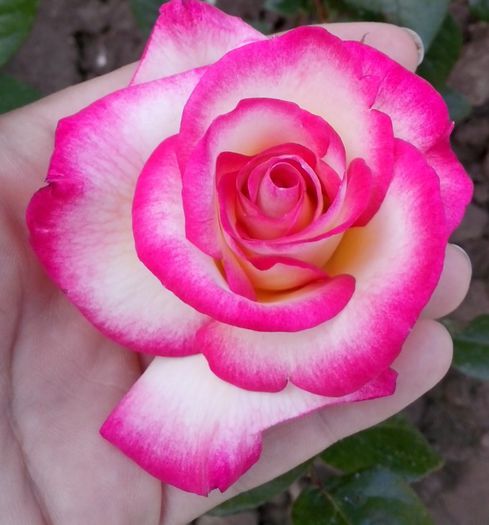 HARLEQUIN - 0 TRANDAFIRI 2015