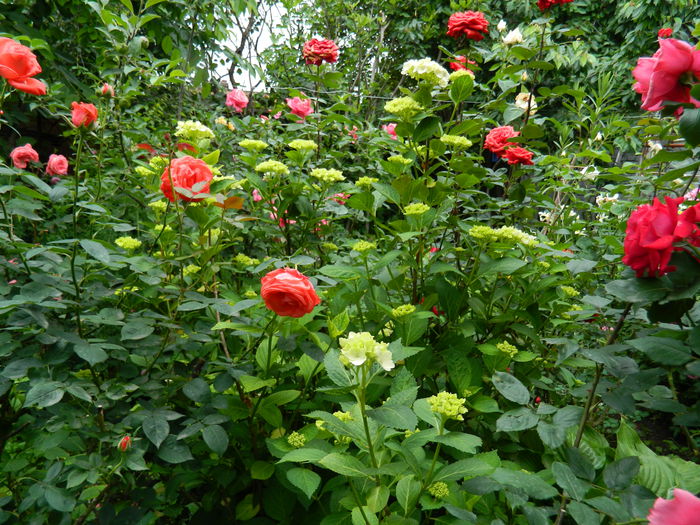 DSCN8514 - 2015_MAI_5