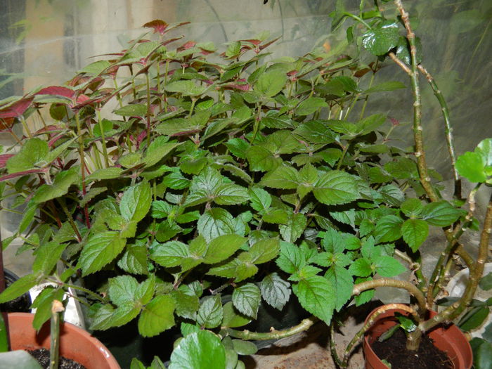 DSCN8525 - 2015_MAI_5