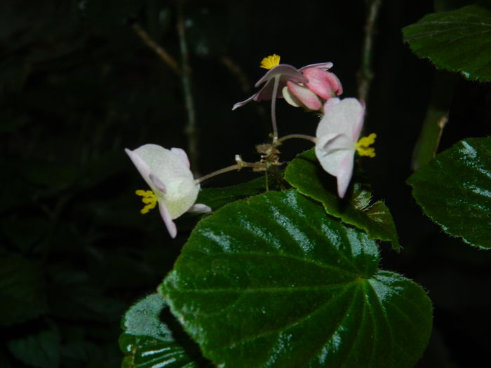 DSCN8528 - 2015_MAI_5