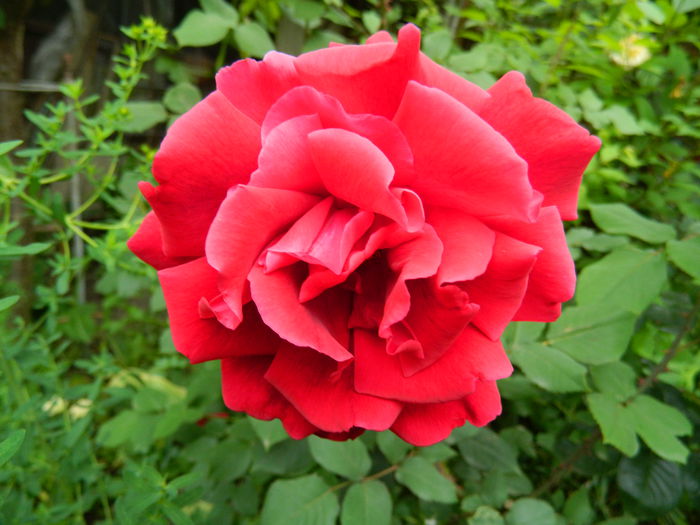 DSCN8543 - 2015_MAI_5