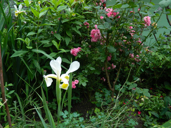 DSCN8556 - 2015_MAI_5