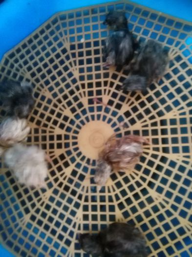 Ultima serie , azi 31 Mai 2015, de Rusalii 003