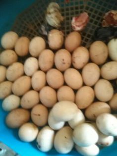 Ultima serie, azi 31 Mai 2015, de Rusalii 008