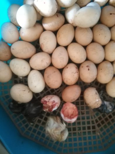 Ultima serie, azi 31 Mai 2015, de Rusalii 010