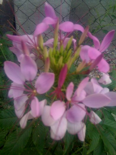 IMG_0151; necunoscut
