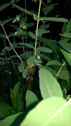 IMAG1272 - Lonicera sau jagoda sau afin siberian