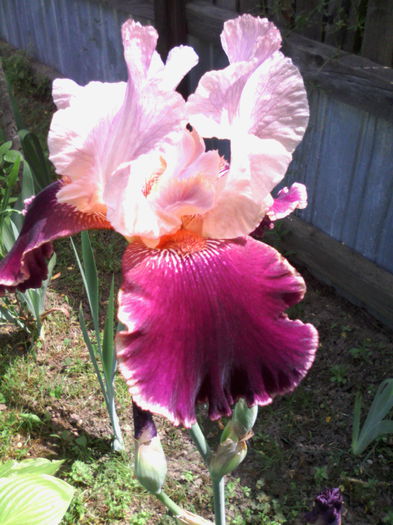 Camelot Rose Iris