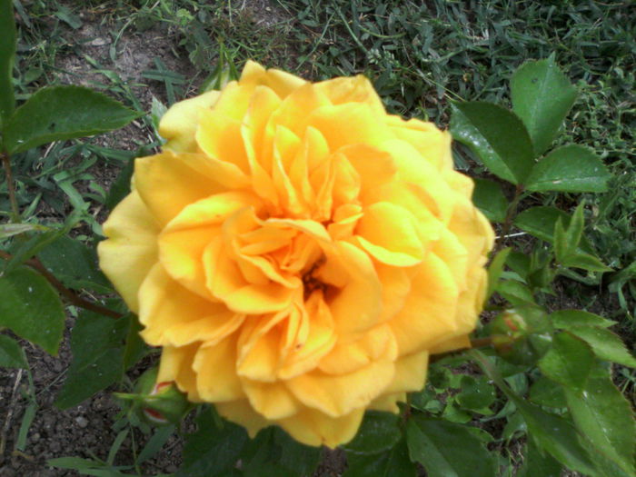 Yellow Minirose