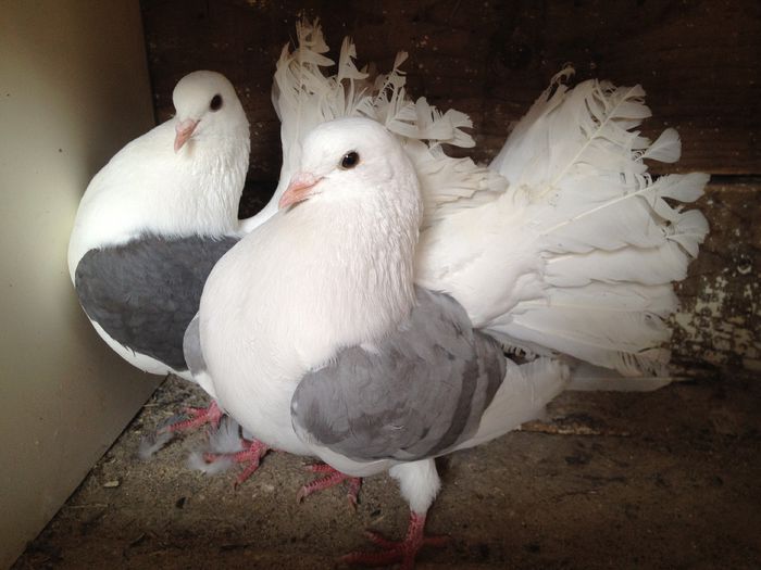 102157272_WBBWYRY - 26_VOLTATI CAPACITI PE ALBASTRU