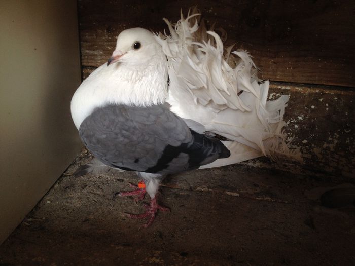 102157330_GZFTEFC - 10_VANDUTI2