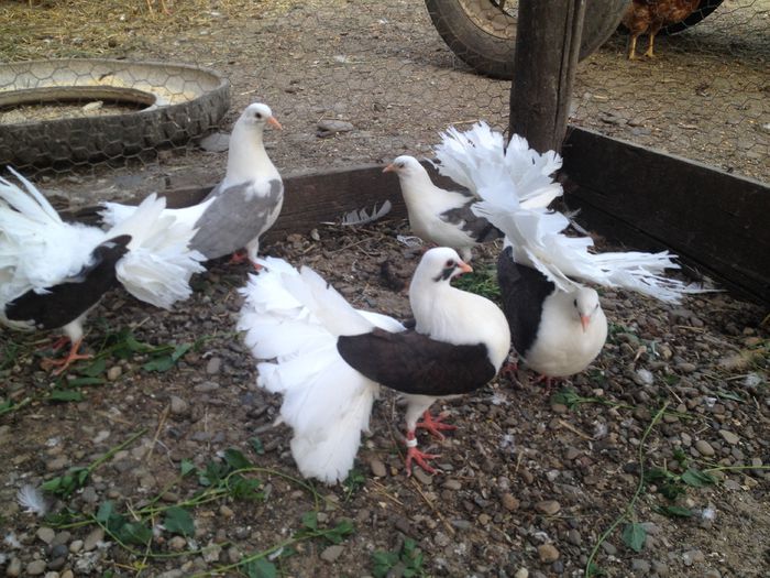 103136388_WLMKJZP3 - 10_VANDUTI2