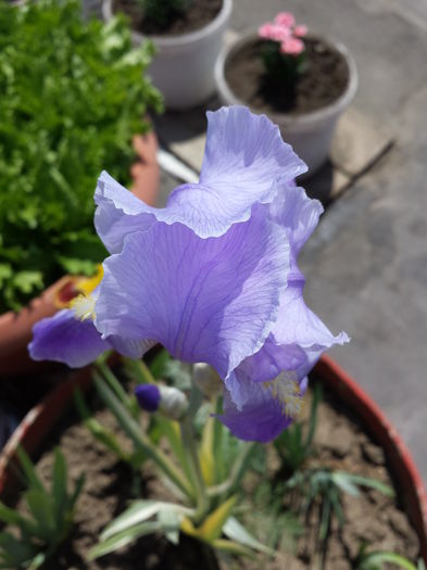 496 Iris variegat (albastru deschis) - Irisi - 2015
