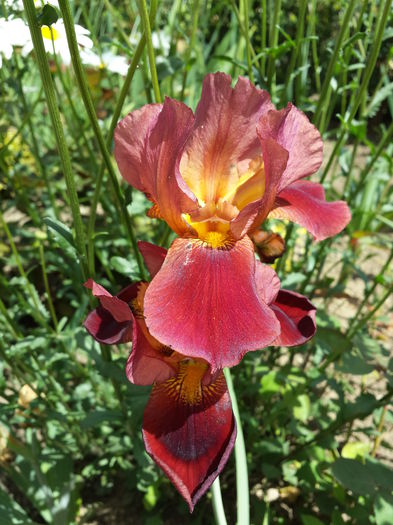 509 Iris Quechee