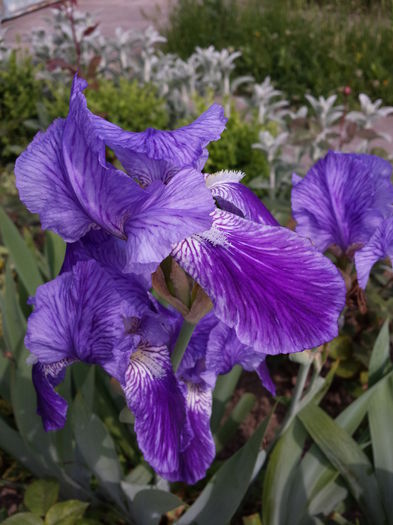 529 Iris cu striatii (albastru deschis cu albastru inchis) - Irisi - 2015 _ partea a II-a
