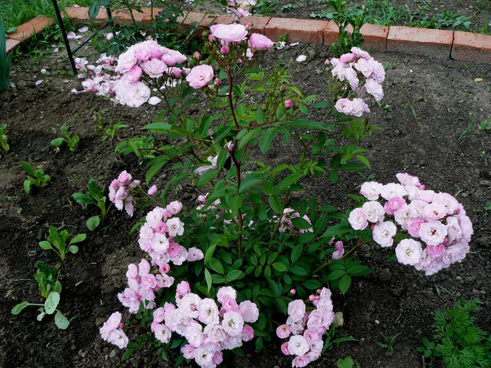 Heavenly Pink - Lens