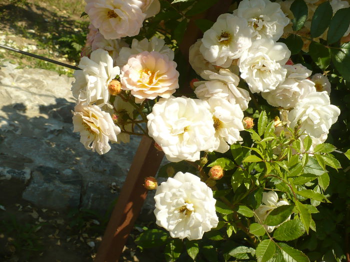 P1120226