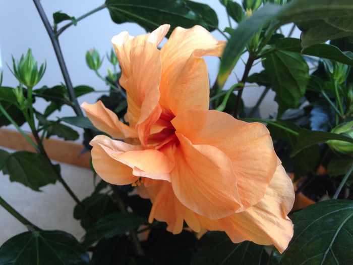 01 iunie 2015 - Hibiscus2015