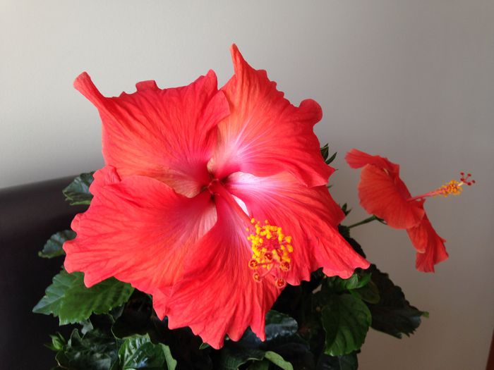 01 iunie 2015 - Hibiscus2015