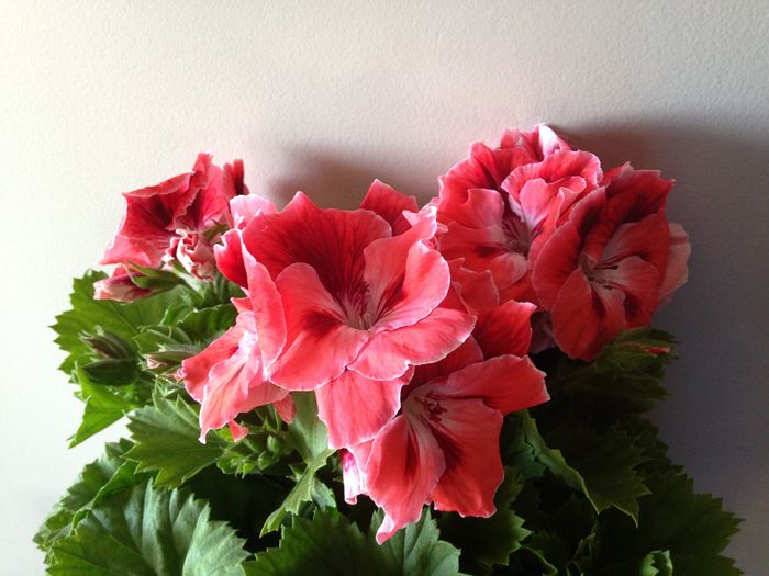 01 iunie 20115 - Pelargonium