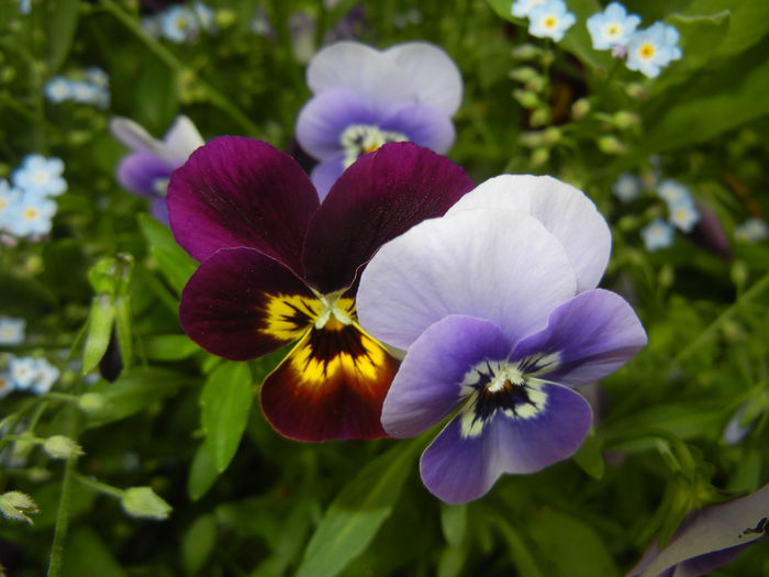 Pansy (2015, May 11) - PANSY_Viola tricolor