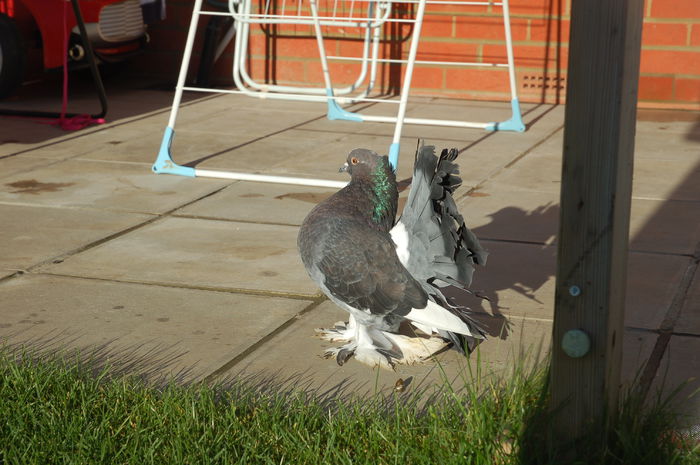 PERECHEA 3F-vanduta; o femela reusita de sub PERECHEA 1
