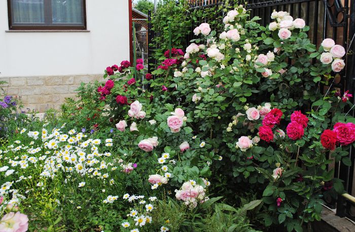 29 mai - 2015 gradina mea