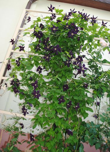 clematis Romantika