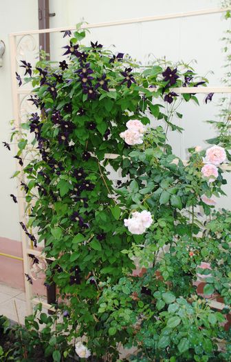 clematis Romantika