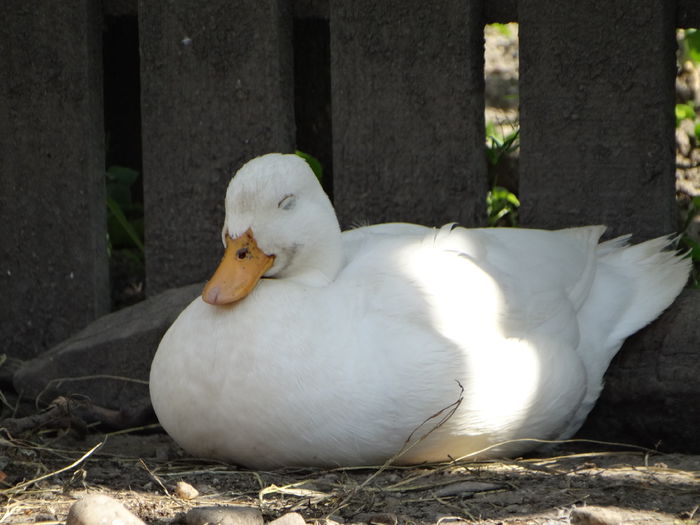 DSC06630 - Rate pitice