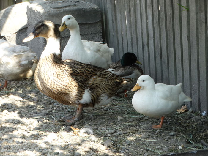 DSC06637 - Rate pitice